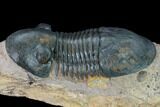 Bargain, Paralejurus Trilobite - Morocco #171491-5